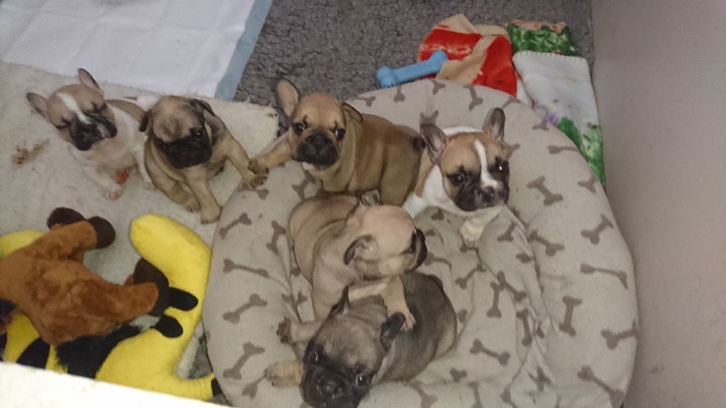 Chiot Bouledogue français Stocky Family