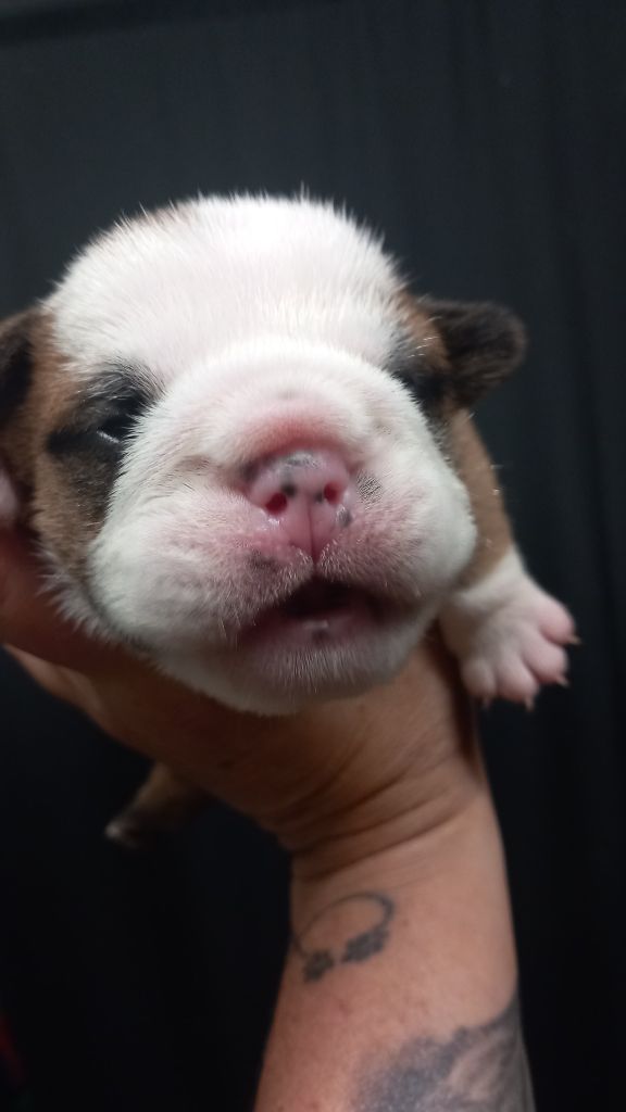 Stocky Family - Chiots disponibles - Bulldog Anglais