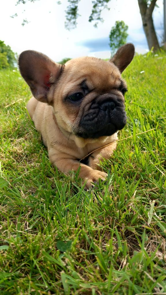 Stocky Family - Chiots disponibles - Bouledogue français