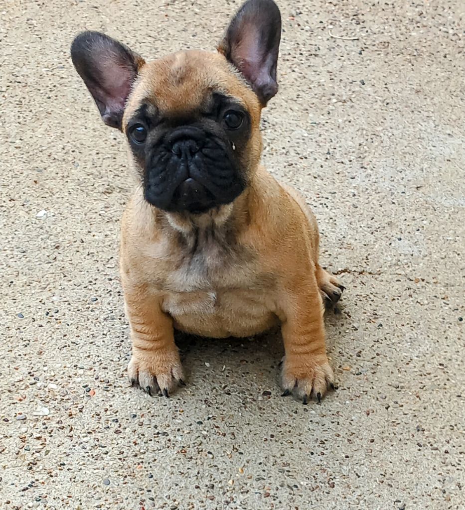 Stocky Family - Chiots disponibles - Bouledogue français