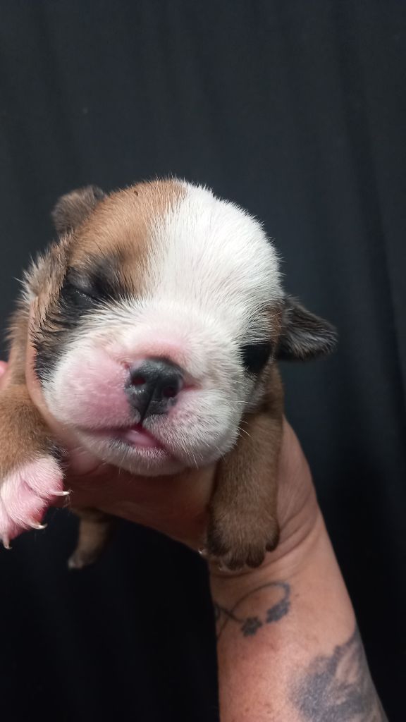 Stocky Family - Chiots disponibles - Bulldog Anglais