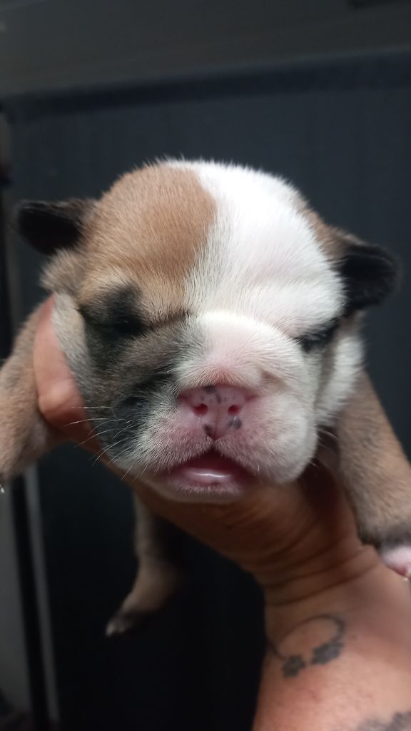 Stocky Family - Chiots disponibles - Bulldog Anglais