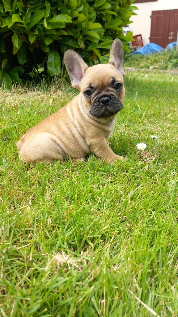Stocky Family - Chiots disponibles - Bouledogue français