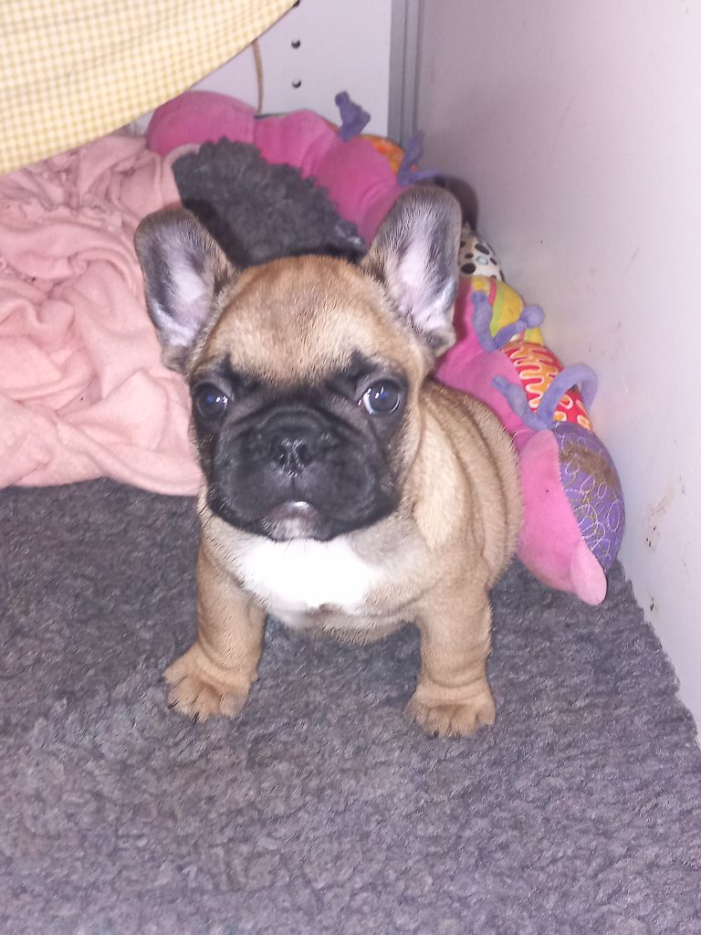 Stocky Family - Chiots disponibles - Bouledogue français